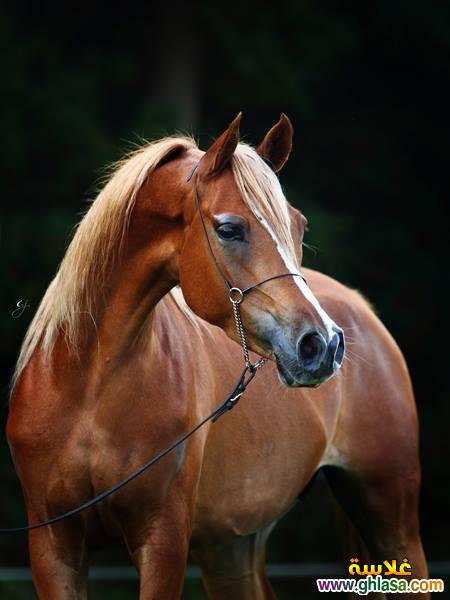     2025     2025  picture Purebred Arab Horse do.php?img=17386