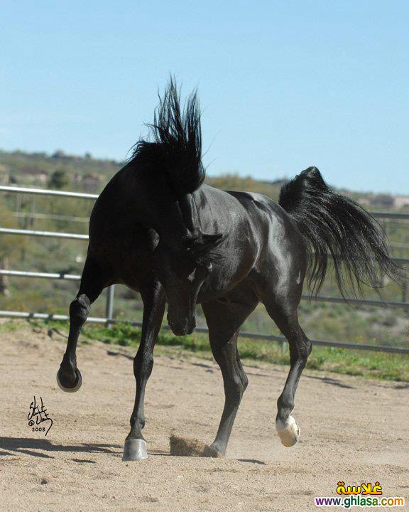     2025     2025  picture Purebred Arab Horse do.php?img=17389