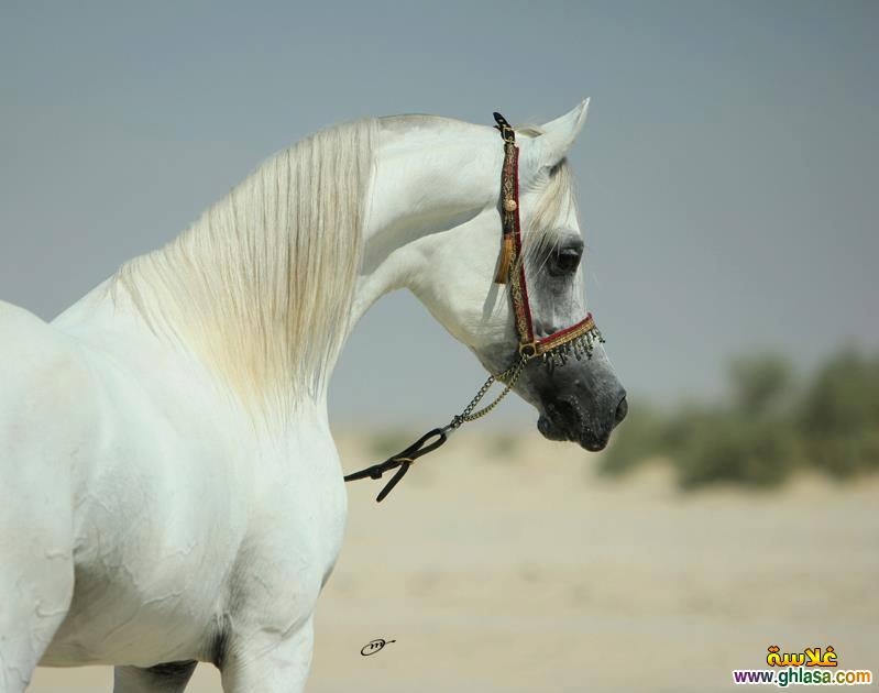     2025     2025  picture Purebred Arab Horse do.php?img=17394