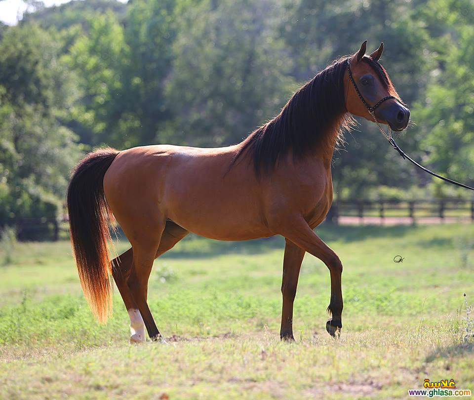     2025     2025  picture Purebred Arab Horse do.php?img=17397