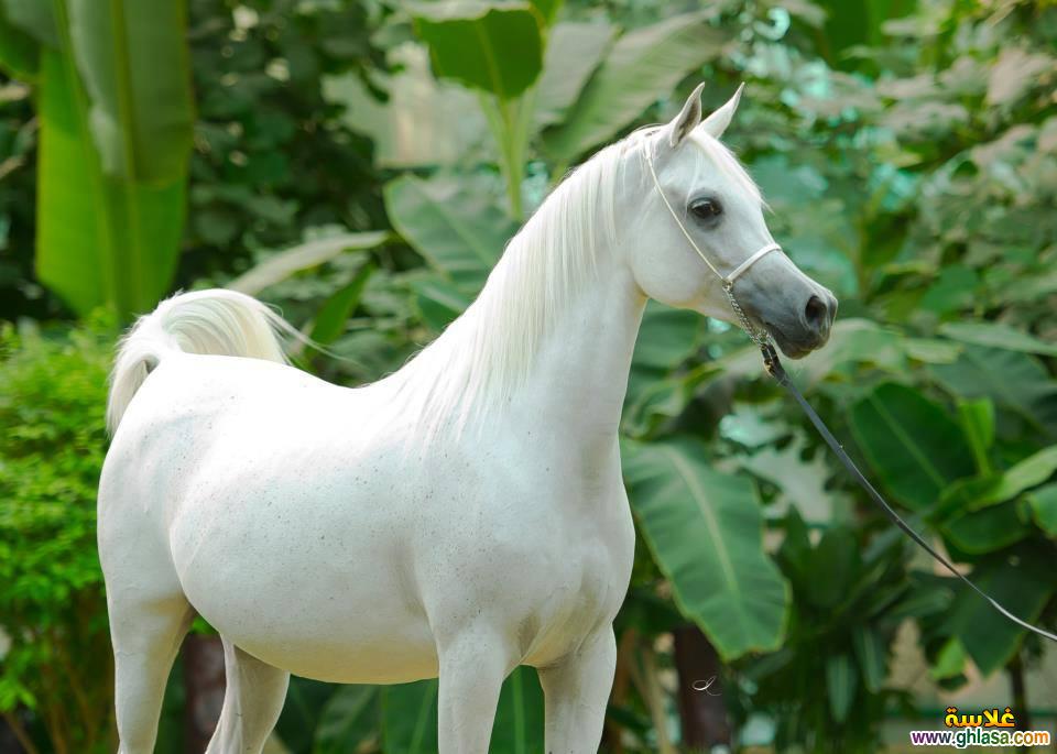     2025     2025  picture Purebred Arab Horse do.php?img=17398