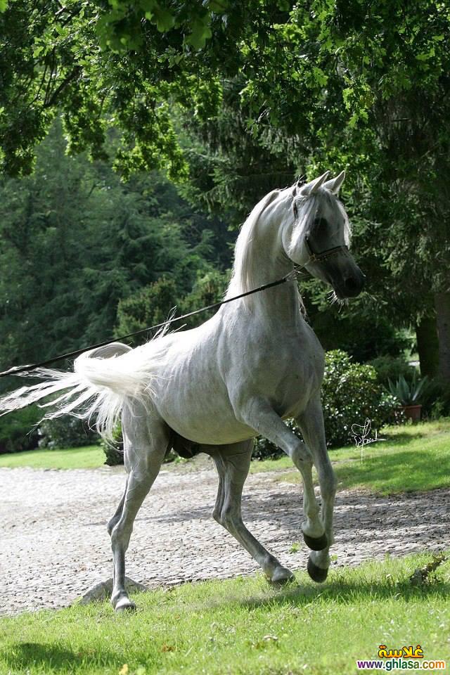     2025     2025  picture Purebred Arab Horse do.php?img=17399