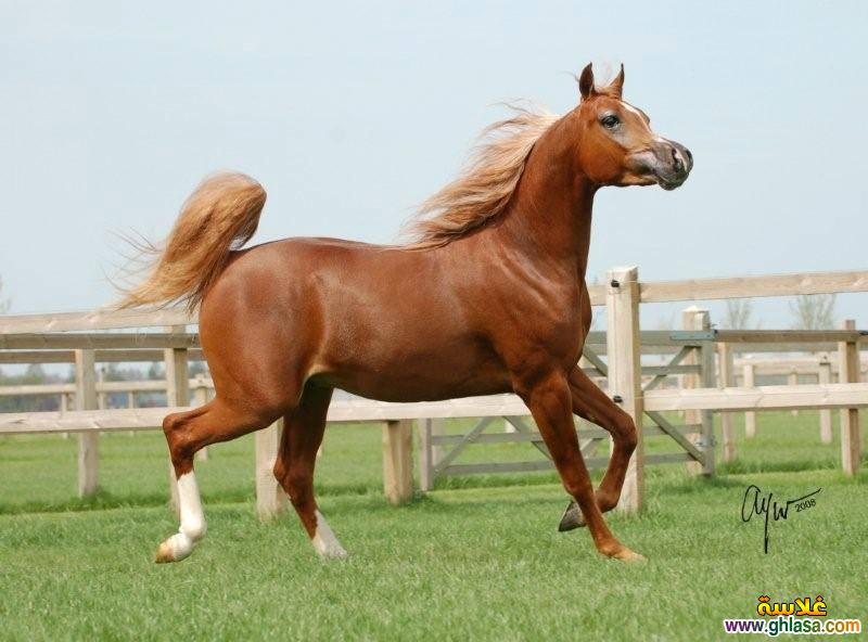     2025     2025  picture Purebred Arab Horse do.php?img=17401