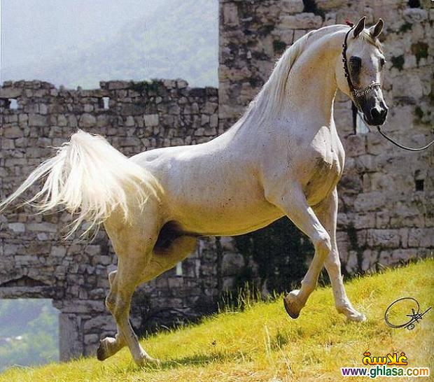     2025     2025  picture Purebred Arab Horse do.php?img=17402