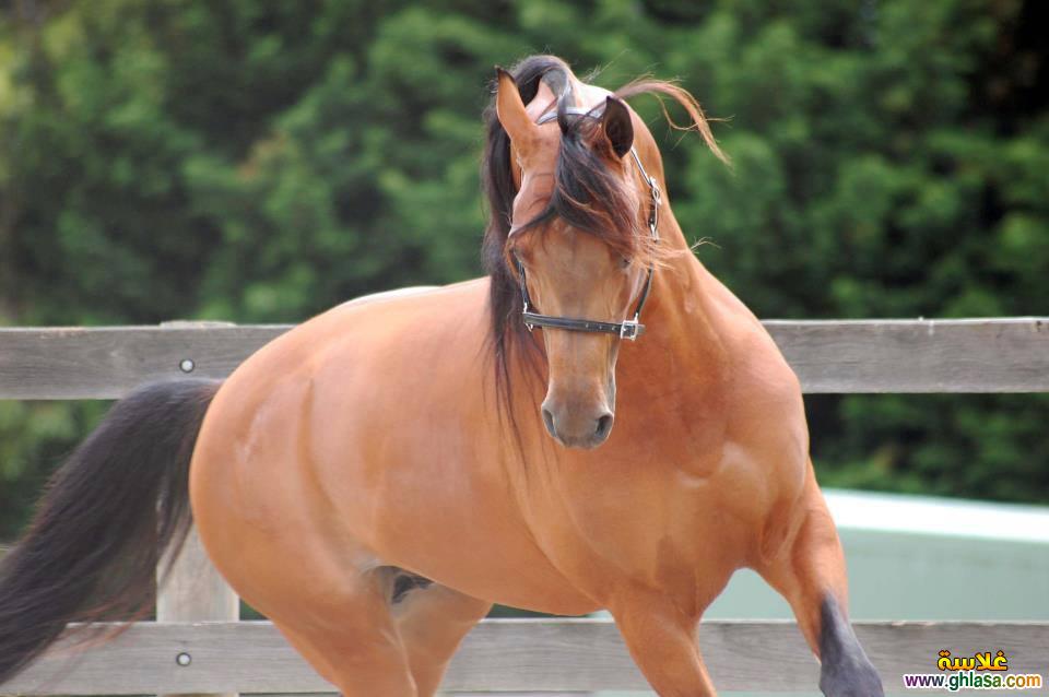    2025     2025  picture Purebred Arab Horse do.php?img=17403