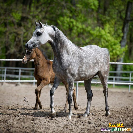     2025     2025  picture Purebred Arab Horse do.php?img=17404
