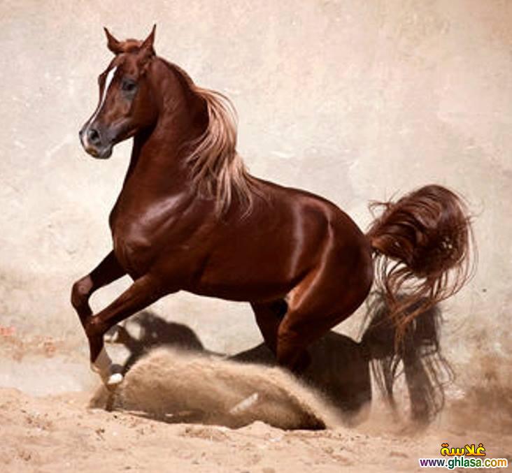 Horse, horses 2024     2024      2024 do.php?img=40439
