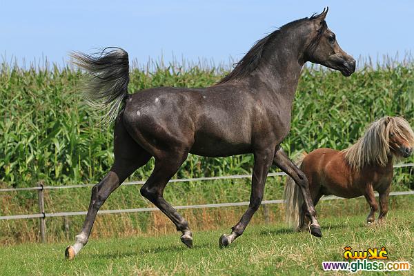 صور طبيعية خيول 2024 - 2025 ، صور مناظر طبيعية حصان عربي اصيل 2024 - 2025 do.php?img=51813