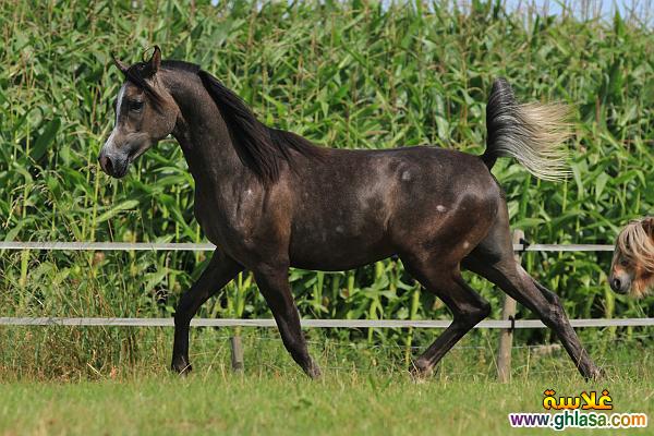 صور طبيعية خيول 2024 - 2025 ، صور مناظر طبيعية حصان عربي اصيل 2024 - 2025 do.php?img=51814