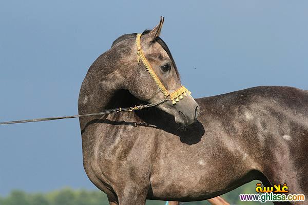 صور طبيعية خيول 2024 - 2025 ، صور مناظر طبيعية حصان عربي اصيل 2024 - 2025 do.php?img=51817