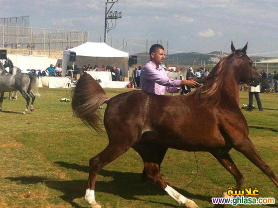 صور طبيعية خيول 2024 - 2025 ، صور مناظر طبيعية حصان عربي اصيل 2024 - 2025 do.php?img=51819
