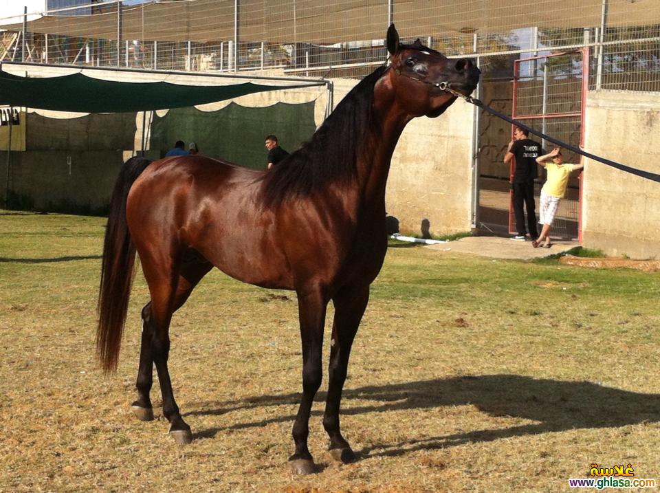 صور طبيعية خيول 2024 - 2025 ، صور مناظر طبيعية حصان عربي اصيل 2024 - 2025 do.php?img=51822