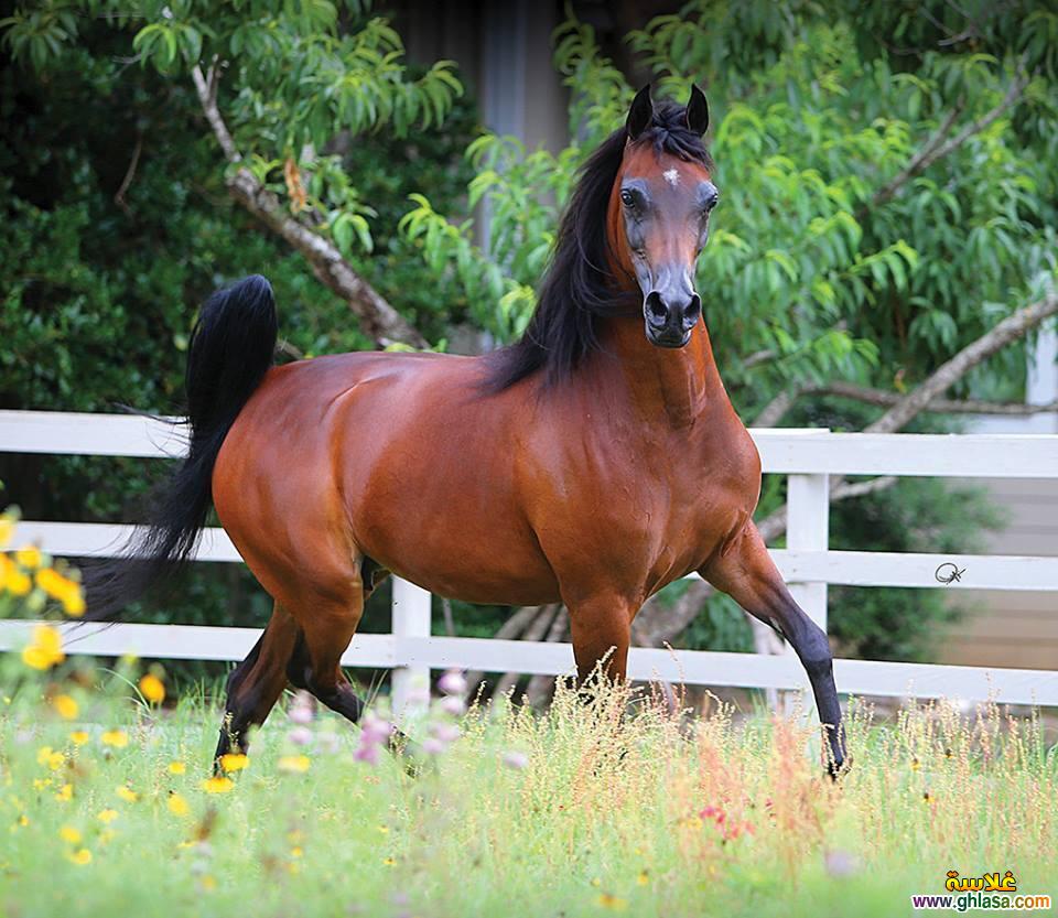 صور طبيعية خيول 2024 - 2025 ، صور مناظر طبيعية حصان عربي اصيل 2024 - 2025 do.php?img=51825