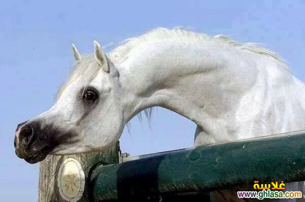 صور طبيعية خيول 2024 - 2025 ، صور مناظر طبيعية حصان عربي اصيل 2024 - 2025 do.php?img=51829
