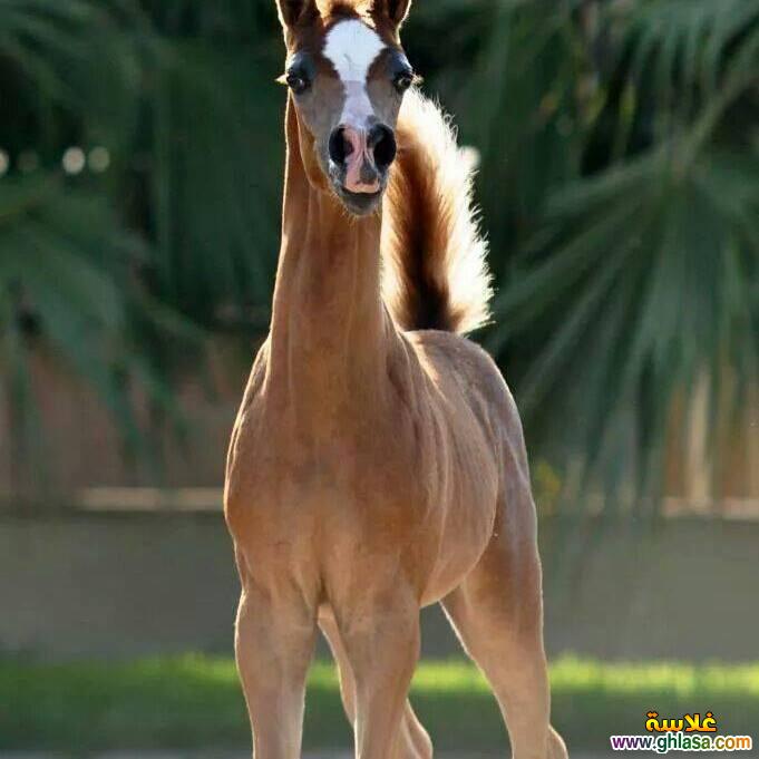 صور طبيعية خيول 2024 - 2025 ، صور مناظر طبيعية حصان عربي اصيل 2024 - 2025 do.php?img=51830