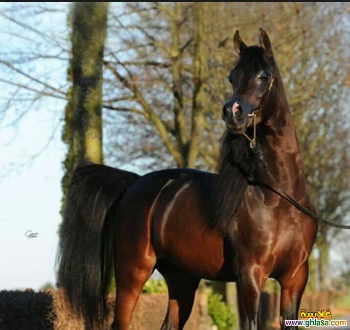 صور طبيعية خيول 2024 - 2025 ، صور مناظر طبيعية حصان عربي اصيل 2024 - 2025 do.php?img=51831
