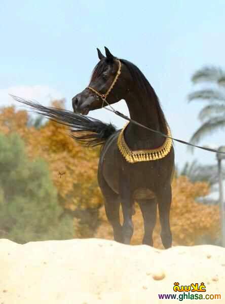 صور طبيعية خيول 2024 - 2025 ، صور مناظر طبيعية حصان عربي اصيل 2024 - 2025 do.php?img=51832
