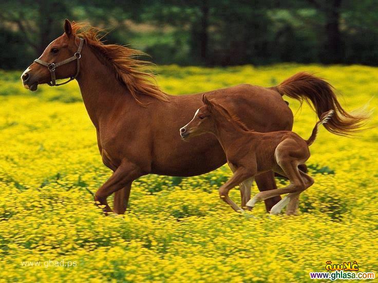 صور حصان جميل 2024 / 2025 ، صور عالم الخيول العربية 2024 / 2025 ، صور احصنة جامدة horses 2024 / 2025 do.php?img=63361