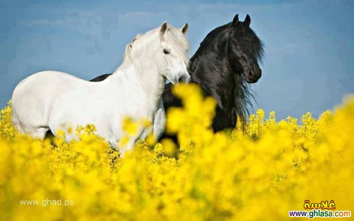 صور حصان جميل 2024 / 2025 ، صور عالم الخيول العربية 2024 / 2025 ، صور احصنة جامدة horses 2024 / 2025 do.php?img=63362