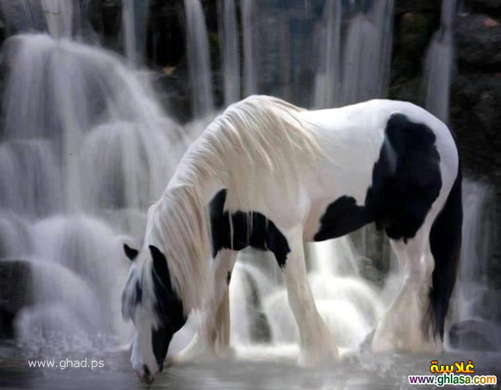 صور حصان جميل 2024 / 2025 ، صور عالم الخيول العربية 2024 / 2025 ، صور احصنة جامدة horses 2024 / 2025 do.php?img=63365