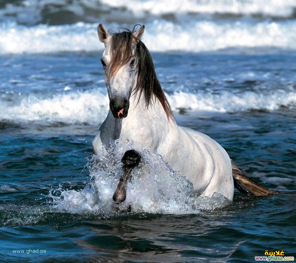 صور حصان جميل 2024 / 2025 ، صور عالم الخيول العربية 2024 / 2025 ، صور احصنة جامدة horses 2024 / 2025 do.php?img=63372