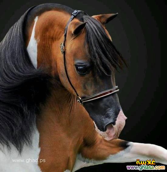 صور حصان جميل 2024 / 2025 ، صور عالم الخيول العربية 2024 / 2025 ، صور احصنة جامدة horses 2024 / 2025 do.php?img=63373