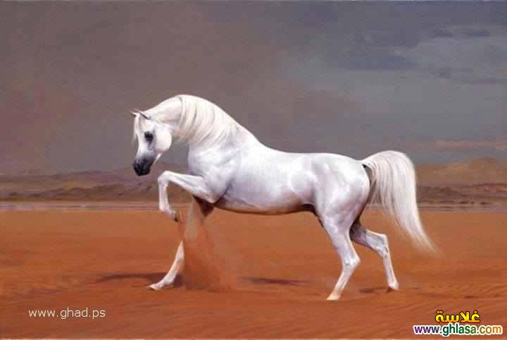 صور حصان جميل 2024 / 2025 ، صور عالم الخيول العربية 2024 / 2025 ، صور احصنة جامدة horses 2024 / 2025 do.php?img=63375