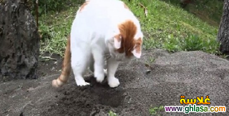 لماذا القطه بتدفن فضلاتها في التراب do.php?img=64174