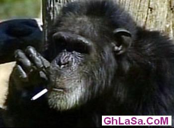 صور القرد تشارلي كانت مدخنه وتوفت عن عمر 52  عام do.php?img=9273