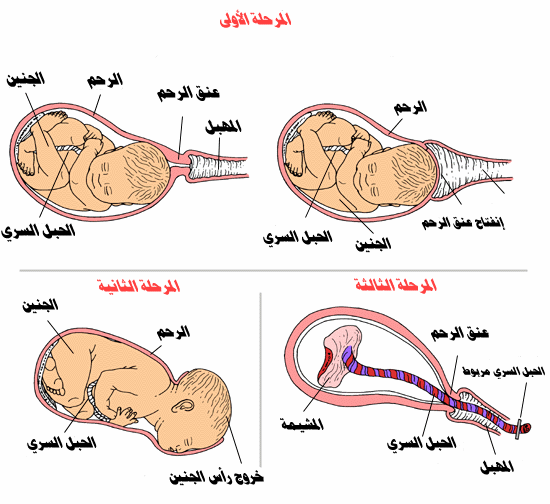صور ومعلومات عن اشهر الحمل ونمو الجنين في بطن امه خطوه خطوه do.php?img=9831